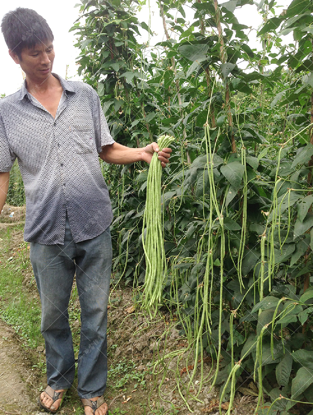 1557910746891737.jpg 53.jpg