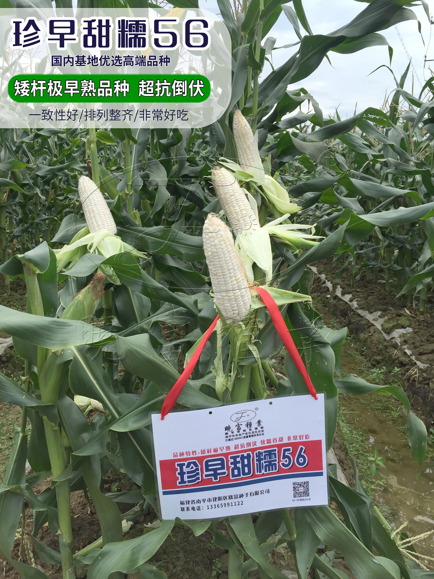 1594543052207861.jpg 6.jpg